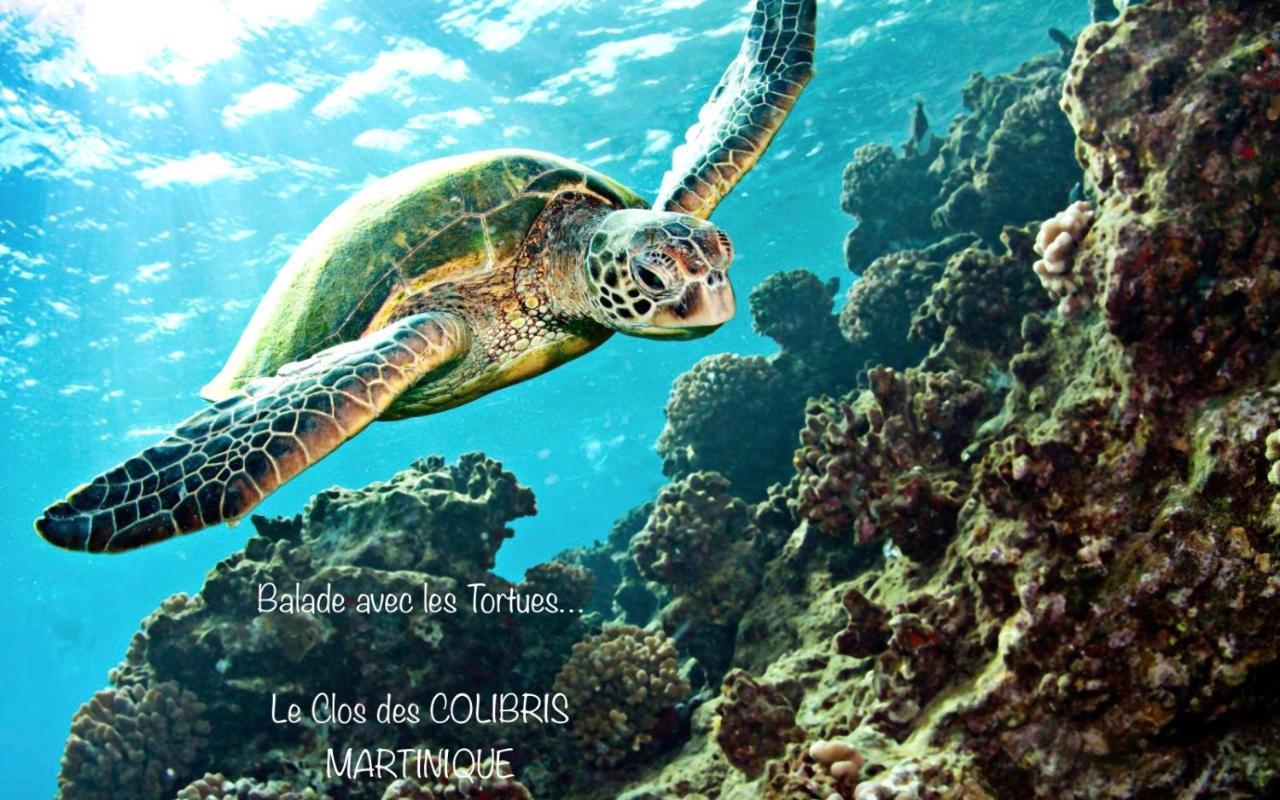 LODGE PAMPLEMOUSSE avec PISCINE privative , dans parc calme à 500 m plage Le Carbet Exterior foto